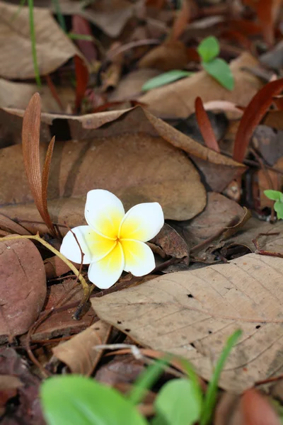 Flor branca de Frangipani — Fotografia de Stock