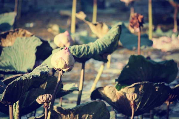 Lotus — Stock Photo, Image