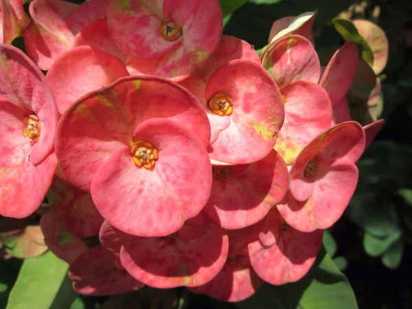 Euphorbia milli flowers — Stock Photo, Image