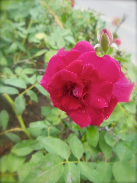 रीड गुलाब — स्टॉक फोटो, इमेज