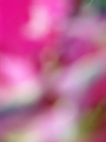 ぼやけたピンク色の花 — ストック写真