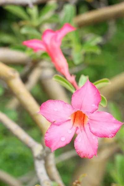 Impala lily adenium — Photo