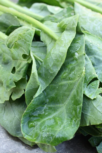 Chinese kale — Stock Photo, Image