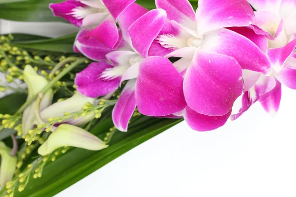 Pink orchid — Stock Photo, Image