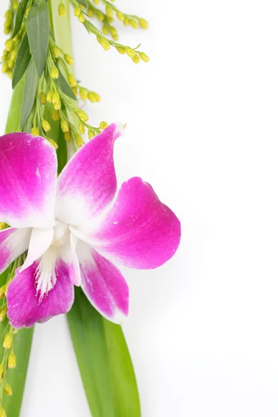 Růžová orchidej — Stock fotografie