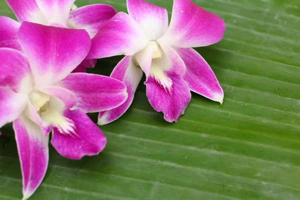 Pink orchid background — Stock Photo, Image