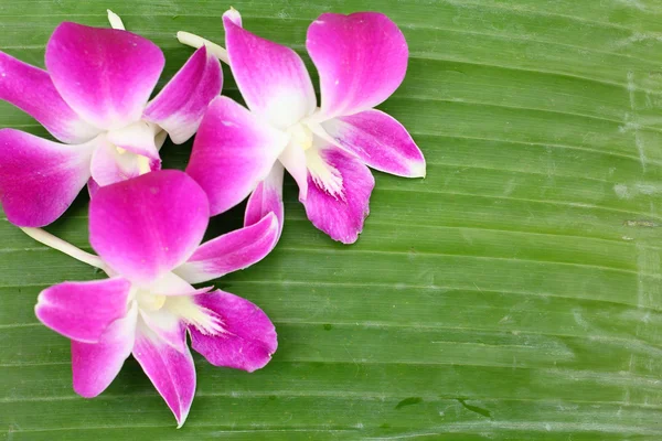 Fondo de orquídea rosa — Foto de Stock