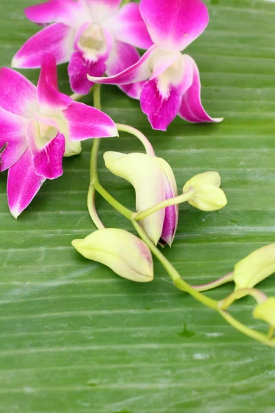 Orquídea rosa — Foto de Stock