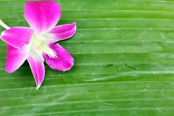 Fundo de orquídea rosa — Fotografia de Stock