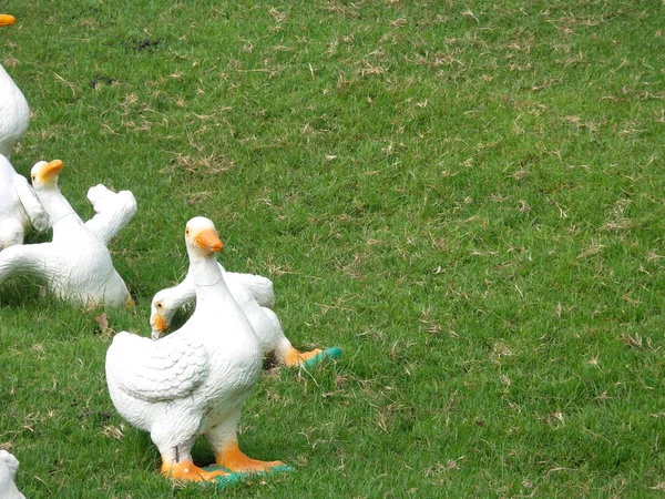 Cisne familiar — Foto de Stock