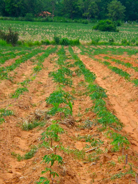 Cassava — Stock Photo, Image