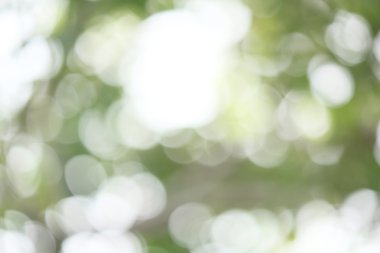 bulanık orman arka plan