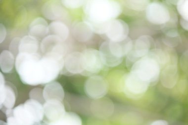 bulanık orman arka plan 