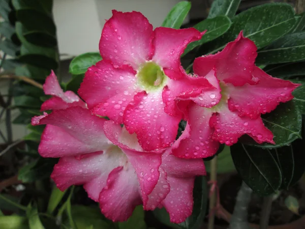 Water drop on flower — Stock Photo, Image