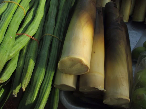 Bambu sürgün — Stok fotoğraf