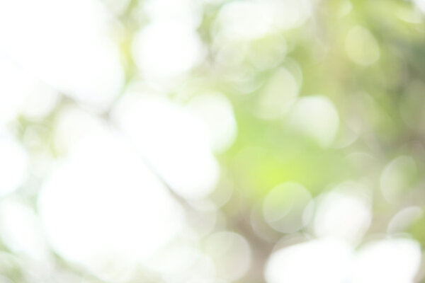 blurred forest background