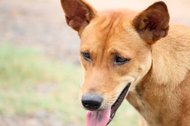 köpek arıyorum