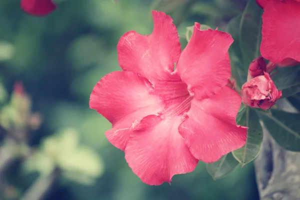 Impala lily adenium — Stock Photo, Image