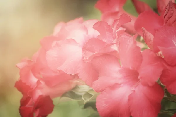 Impala-Lilie-Adenium — Stockfoto