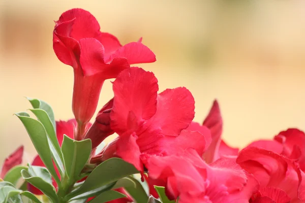 Impala lily adenium - pink flowers — Stock Photo, Image