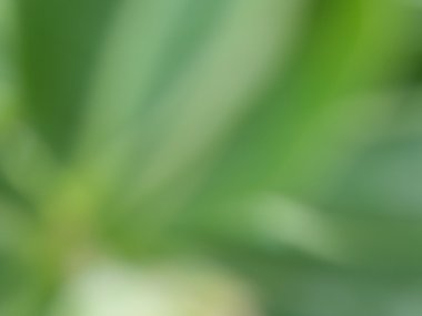 bulanık doğal yeşil 