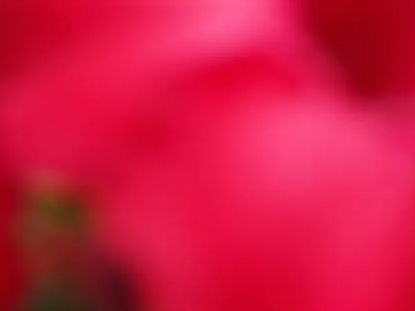 Размытый цветок — стоковое фото