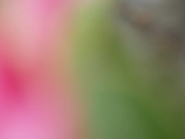 Suddig blomma — Stockfoto