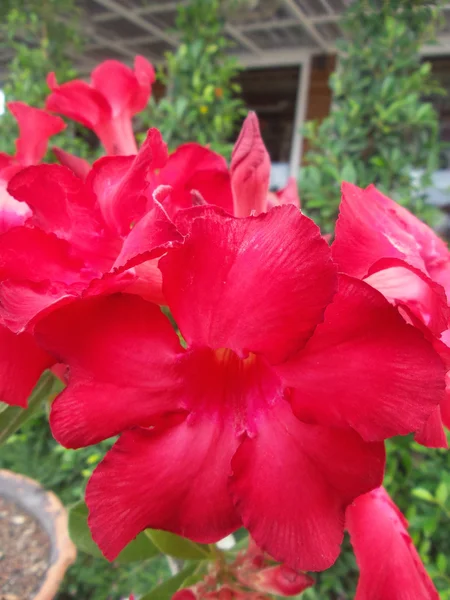 Impala lily adenium — Stok fotoğraf