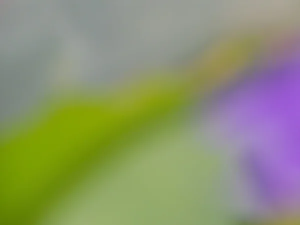 Размытый цветочный фон — стоковое фото