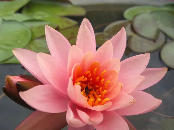 Lotus çiçeği. — Stok fotoğraf