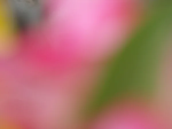 Fiore sfocato — Foto Stock