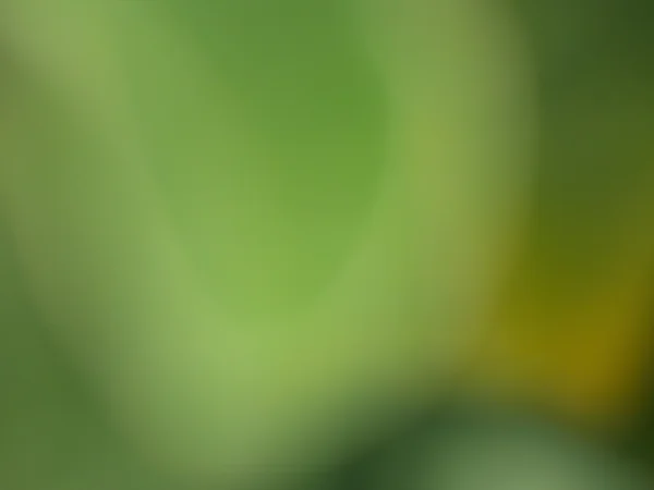 Suddig naturlig grön bakgrund — Stockfoto