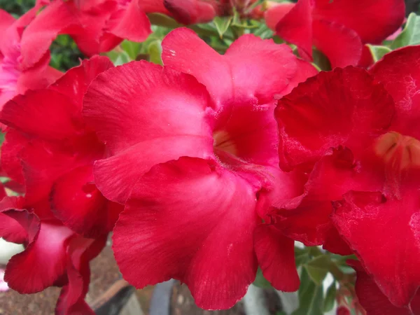 Impala lily adenium — kuvapankkivalokuva