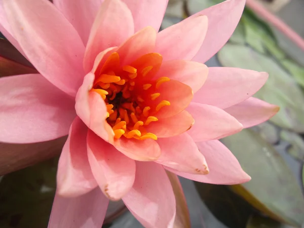 Lotus çiçeği. — Stok fotoğraf