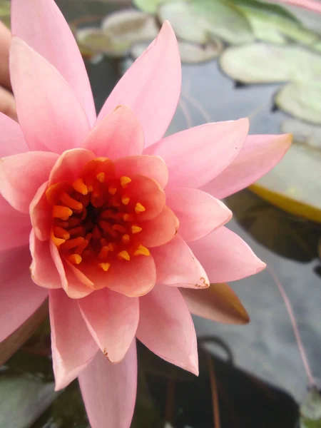 Lotus fleur — Photo