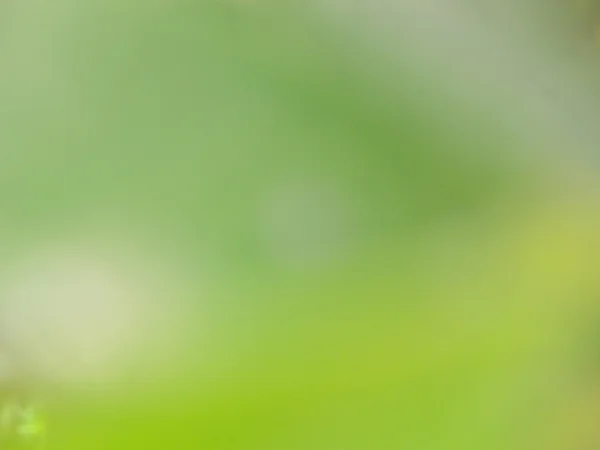 Desfocado verde natural — Fotografia de Stock