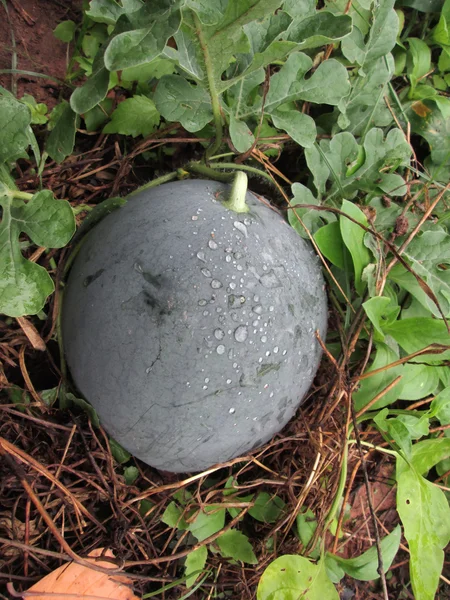 Wassermelone — Stockfoto