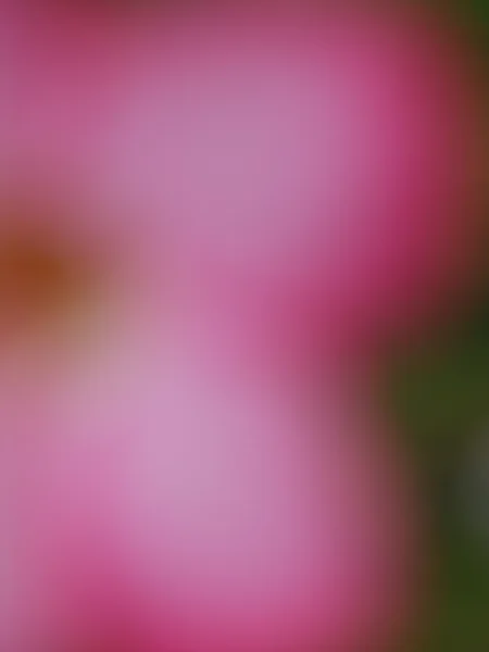 Blurred flower — Stock Photo, Image