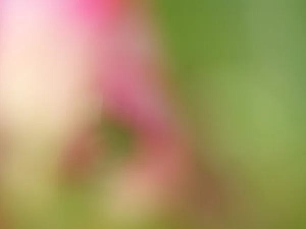 흐린된 꽃 — 스톡 사진