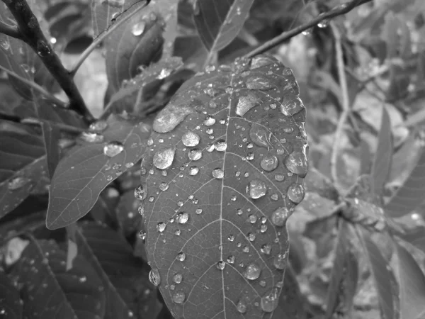 Gota de agua en la hoja —  Fotos de Stock