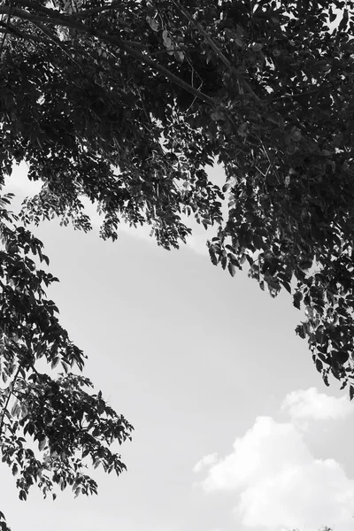 Árbol de primavera vintage —  Fotos de Stock