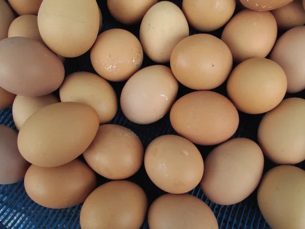 Bruna ägg — Stockfoto