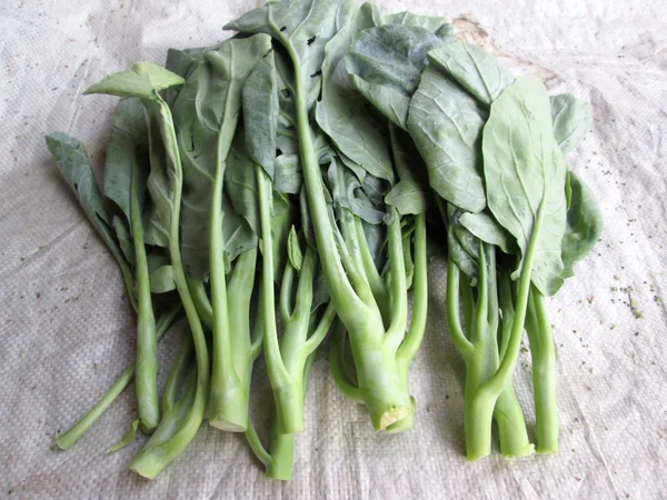 Chinese kale — Stock Photo, Image