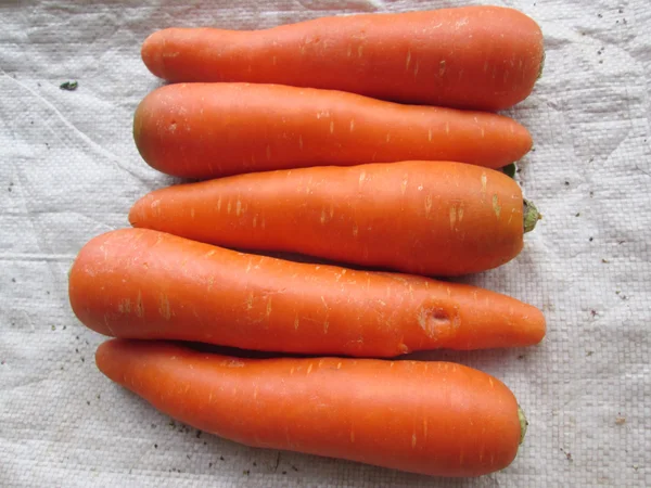Морковь. — стоковое фото