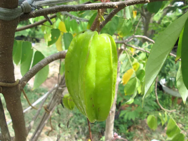 Buah apel bintang — Stok Foto