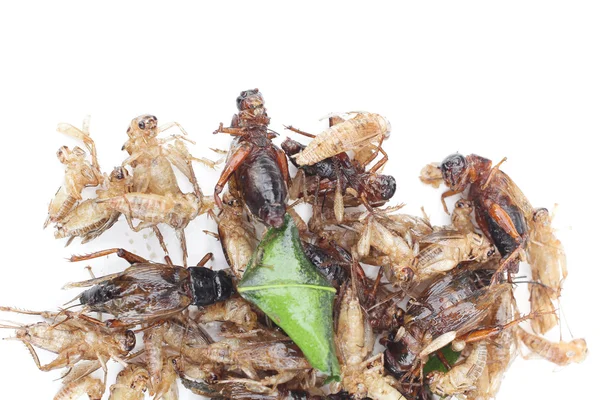 Stekt insekt — Stockfoto