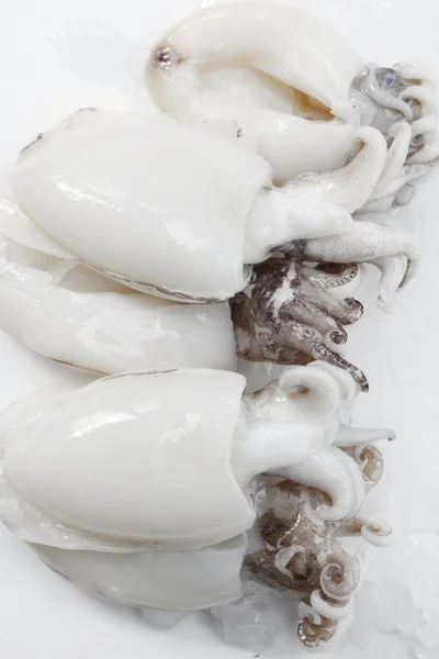 Squid — Stock Photo, Image