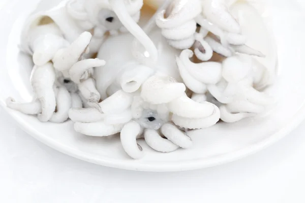 Squid — Stock Photo, Image