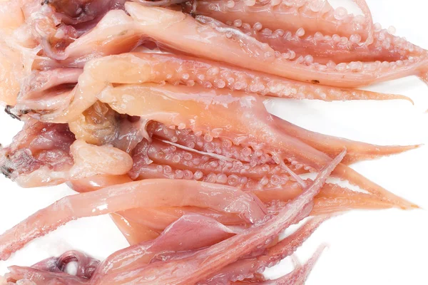 Squid — Stock Photo, Image