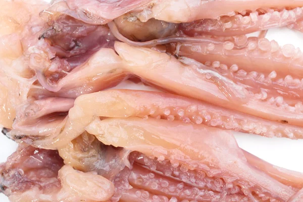 Squid — Stock Photo, Image